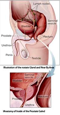 Prostate Gland Anatomy